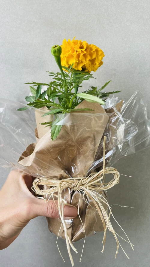 Decoração de festa Natureza — Festaria