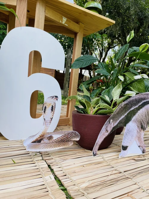 Decoração de festa Selva / Natureza — Festaria